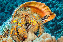 Hairy yellow hermit crab (Aniculus maximus) in its home of a Triton trumpet shell (Charonia tritonis), Hawaii, Pacific Ocean.