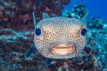 Spotted porcupinefish (Diodon hystrix) close up portrait, Hawaii, Pacific Ocean.