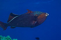 Black triggerfish (Melichthys niger) yawning or stretch its jaws, Hawaii, Pacific Ocean.