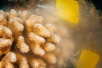 Cauliflower coral (Pocillopora meandrina) spawning, releasing  eggs and sperm into open ocean just after sunrise, with two Forcepsfish / Longnose butterflyfish (Forcipiger flavissimus) feeding on spaw...