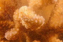 Spawning polyps of Cauliflower coral (Pocillopora meandrina), releasing  eggs and sperm into open ocean just after sunrise, Hawaii, Pacific Ocean.