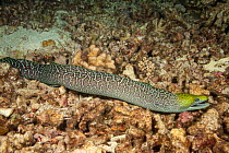 Undulated moray eel (Gymnothorax undulatus)  foraging on reef at night, Hawaii, Pacific Ocean.