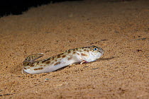 Bay goby (Lepidogobius lepidus) resting on seabed, with an unidentified female Copepod parasite in its gill with only its paired egg segments visible, British Columbia, Canada, Pacific Ocean.