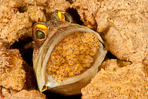 Male Gold-specs jawfish (Opistognathus randalli), with mouth brooding eggs, the eyes can clearly be seen in the eggs indicating they will soon hatch, Mabul Island, Sabah, Malaysia, Celebes Sea.