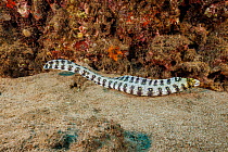 Snowflake moray eel (Echidna nebulosa) swimming over seabed during the day, Hawaii, Pacific Ocean.