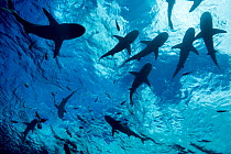 Blacktip reef sharks (Carcharhinus melanopterus) cruising just below the surface, Yap, Micronesia, Pacific Ocean.