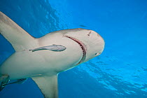 Lemon shark (Negaprion brevirostris) with Remora (Remora sp.) swimming underneath, West End, Grand Bahama, Atlantic Ocean.