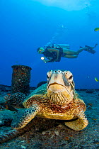 Green sea turtle (Chelonia mydas) resting on the shipwreck of the YO-257 off Waikiki Beach, with a scuba diver in the background, Oahu, Hawaii, Pacific Ocean. Model released.