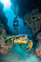 Green sea turtle (Chelonia mydas) swimming through a crevice at Yap Cavern's watched by a scuba diver, Yap, Micronesia, Pacific Ocean. Model released.