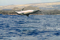 Spinner dolphin (Stenella longirostris) leaping out of the water, possibly to dislodge the Remora (Remora sp.) attached to its underside, Hawaii, Pacific Ocean.