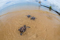 Green sea turtle (Chelonia mydas) hatchlings making their way across the beach to the ocean, Yap, Micronesia, Pacific Ocean. Endangered.