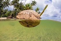 A sprouting coconut floating in the sea close to the shore, Yap, Micronesia, Pacific Ocean.