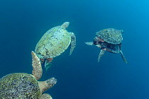 Pair of  Green sea turtles (Chelonia mydas), mating, with two pursuing males, Sipadan Island, Malaysia, Celebes Sea. Endangered.