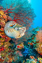 Palau chambered nautilus (Nautilus belauensis) in front of red Sea fan (Gorgonia) on a vibrant coral reef, Palau, Micronesia, Pacific Ocean.