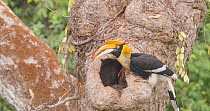 Great hornbill (Buceros bicornis) female perched beside nest feeding berries to her chick inside the tree, Maharashtra, India, May.