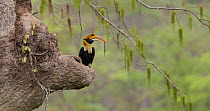 Great hornbill (Buceros bicornis) male feeding a juvenile Monitor lizard to its chick on the nest, Maharashtra, India, May.