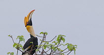 Great hornbill (Buceros bicornis) female vocalising at the top of the canopy, Maharashtra, India, May.