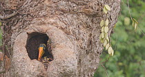 Great hornbill (Buceros bicornis) chick breaking apart food remains in its nest, Maharashtra, India, May.