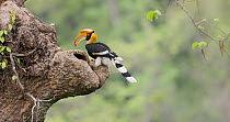 Great hornbill (Buceros bicornis) female hopping down onto the nest hollow with a fish tail palm fruit before feeding it to her chick, Maharashtra, India, May.