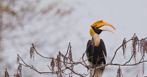 Great hornbill (Buceros bicornis) female perched in a tree before flying away, Maharashtra, India, May.