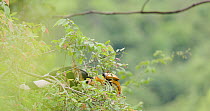 Great hornbill (Buceros bicornis) male feeding on berries in the canopy, Maharashtra, India, May.