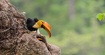 Great hornbill (Buceros bicornis) female regurgitating berries to feed to its chick on the nest, Maharashtra, India, May.