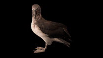 Salvin's albatross (Thalassarche salvini) preening itself, profile, Parque de las Leyendas. Captive.