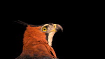 Ornate hawk-eagle (Spizaetus ornatus) close up of head looking around, SIA, the Comanche Nation Ethno-Ornithological Initiative.  Captive.