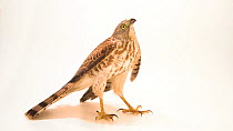 African shikra falcon (Accipiter badius sphenurus) looking around, profile, Sheikh Butti Maktoum Wildlife. Captive.