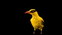 Indian golden oriole (Oriolus kundoo) looking and hopping around, Pinola Conservancy. Captive.