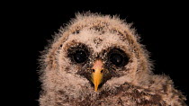 Florida barred owl (Strix varia georgica) juvenile close up of head looking around, St. Francis Wildlife. Captive.