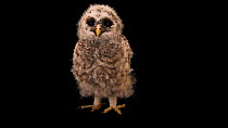 Florida barred owl (Strix varia georgica) juvenile looking around, profile, St. Francis Wildlife. Captive.
