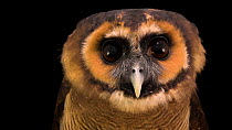 Javan wood owl (Strix leptogrammica bartelsi) close up of head looking around, Dubai Safari Park. Captive.