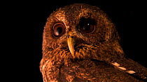 Mottled owl (Ciccaba virgata centralis) close up of head looking around, Toucan Rescue Ranch. Captive.