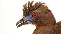 Sickle-winged guan (Chamaepetes goudotii tschudii) close up of head raising its crest, Urku Center. Captive.