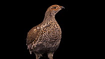 Colorado dusky grouse (Dendragapus obscurus) female looking around, profile, Grouse Park Waterfowl. Captive.