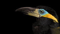 Golden-collared toucanet (Selenidera reinwardtii) close up of head looking around, Parque de las Leyendas. Captive.