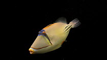 Picasso triggerfish (Rhinecanthus assasi) swimming around, profile, Sharjah Aquarium. Captive.