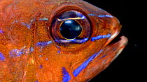 Ring-tailed cardinalfish (Ostorhinchus aureus) close up of head looking around and breathing,  Sharjah Aquarium. Captive.