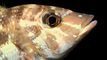 Spangled emperor (Lethrinus nebulosus) juvenile close up of head looking around and breathing,  Sharjah Aquarium. Captive.