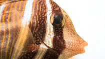 Desjardin's sailfin tang (Zebrasoma desjardinii) close up of head looking around and breathing, Aquarium of Boise. Captive.