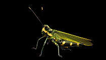Lubber grasshopper (Chromacris icterus) moving antennae and looking around, profile, Urku Centre. Captive.