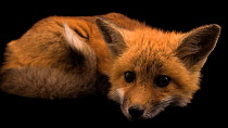 Red fox (Vulpes vulpes) female looking around whilst lying down, Greenwood Wildlife Rehabilitation Center. Captive.