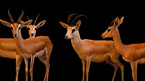 Arabian sand gazelle (Gazella marica), Arabian mountain gazelle (Gazella gazella cora) and Arabian gazelle (Gazella arabica) group looking and moving around, Dubai Safari Park. Captive.