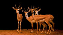 Arabian sand gazelle (Gazella marica), Arabian mountain gazelle (Gazella gazella cora) and Arabian gazelle (Gazella arabica) group looking and moving around, profile, Dubai Safari Park. Captive.