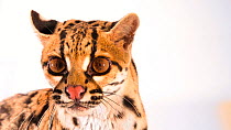 Margay (Leopardus wiedii) close up of head looking around, Huachipa Zoo. Captive.