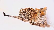 Indian leopard (Panthera pardus fusca) panting, profile, emirates park zoo. Captive.