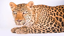 Indian leopard (Panthera pardus fusca) looking around and panting, emirates park zoo. Captive.