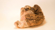 Two Brown-throated sloth (Bradypus variegatus) babies cuddling eachother, Toucan Rescue Ranch, Costa Rica. Captive.