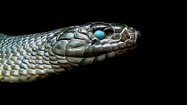 Texas indigo snake (Drymarchon melanurus erebennus) close up of head flicking it's tongue, Fort Worth Zoo. Captive.